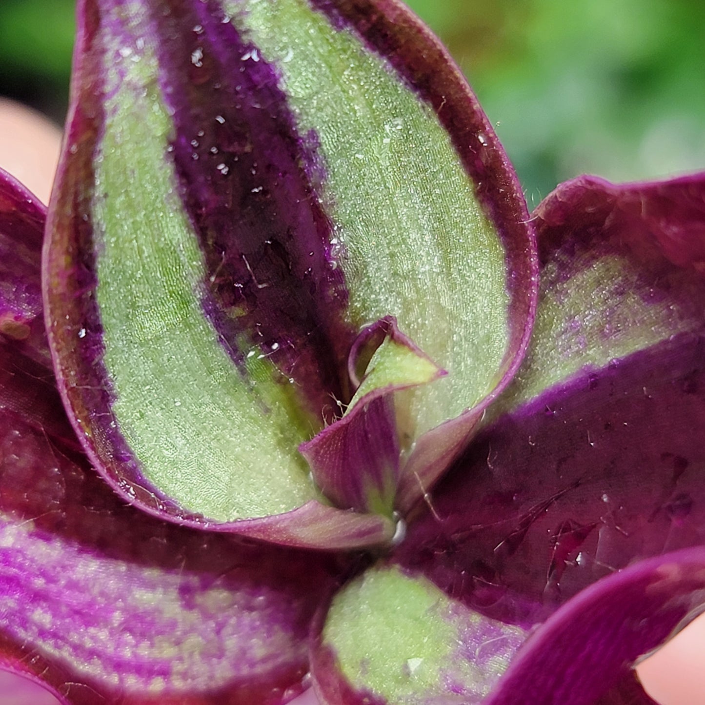 Tradescantia Zebrina - Wandering Jew - Inch Plant – Spiderwort – Dayflower Live